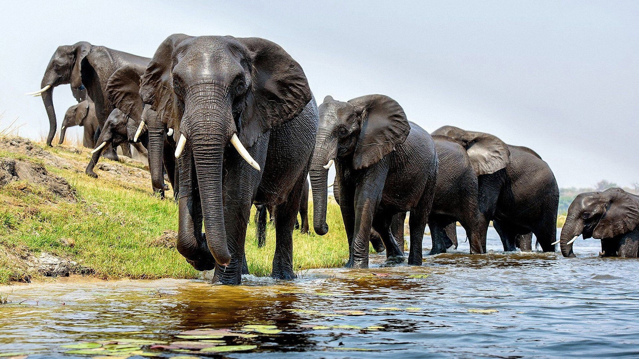 Elefanten hautnah backdrop