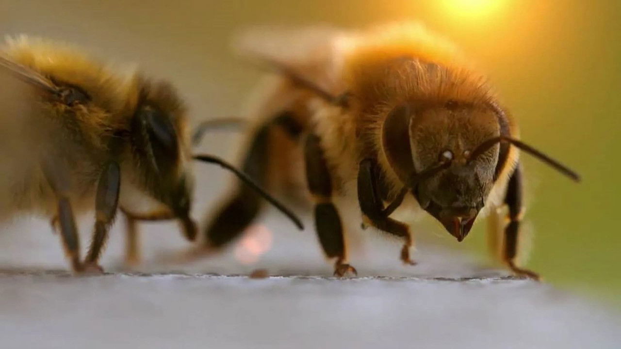 Charlie Bee Company backdrop