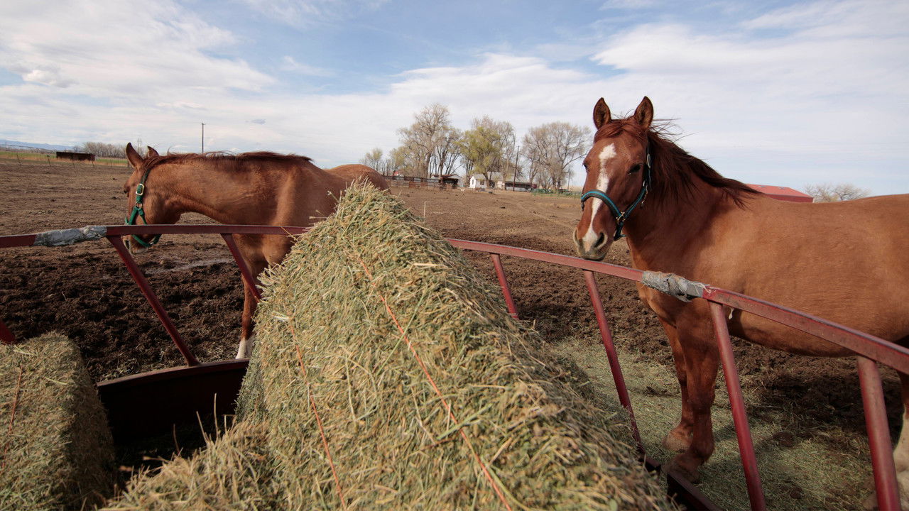 Rocky Mountain Animal Rescue backdrop