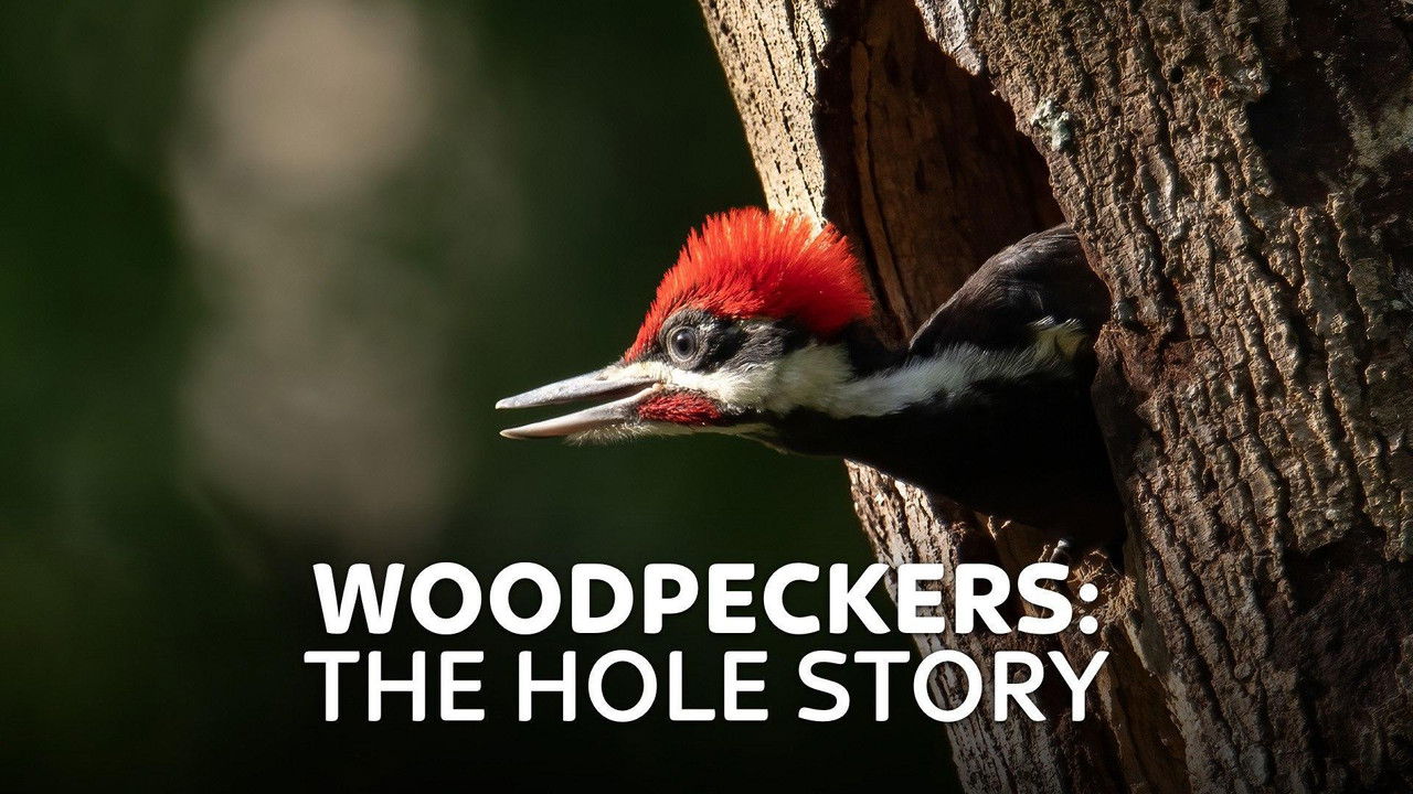 Woodpeckers: The Hole Story backdrop