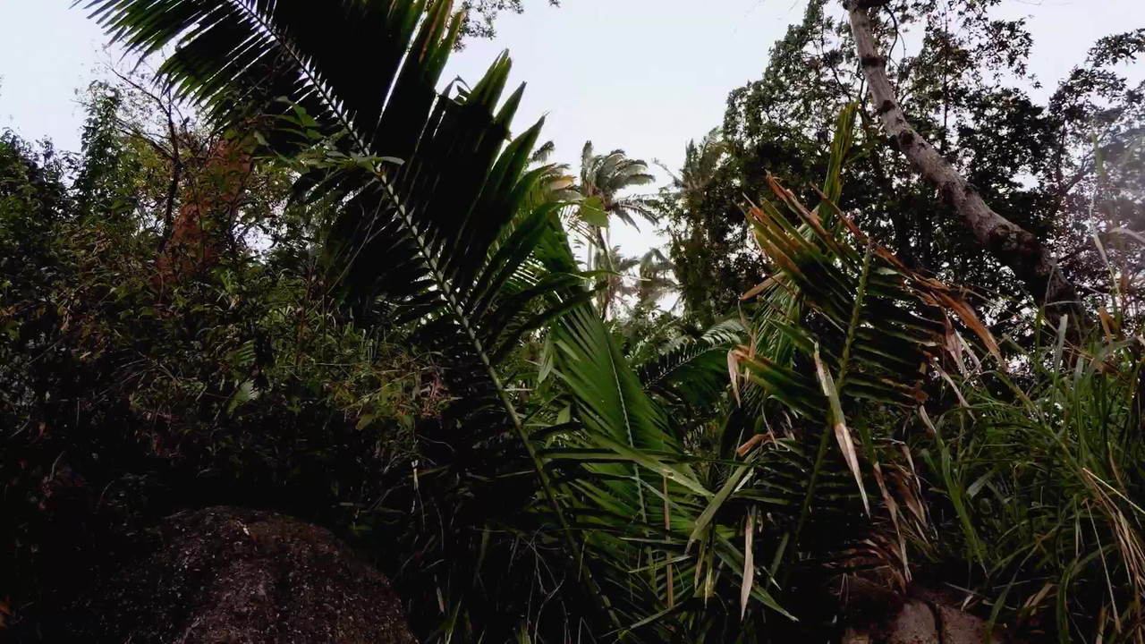 Seasons of the Wild backdrop
