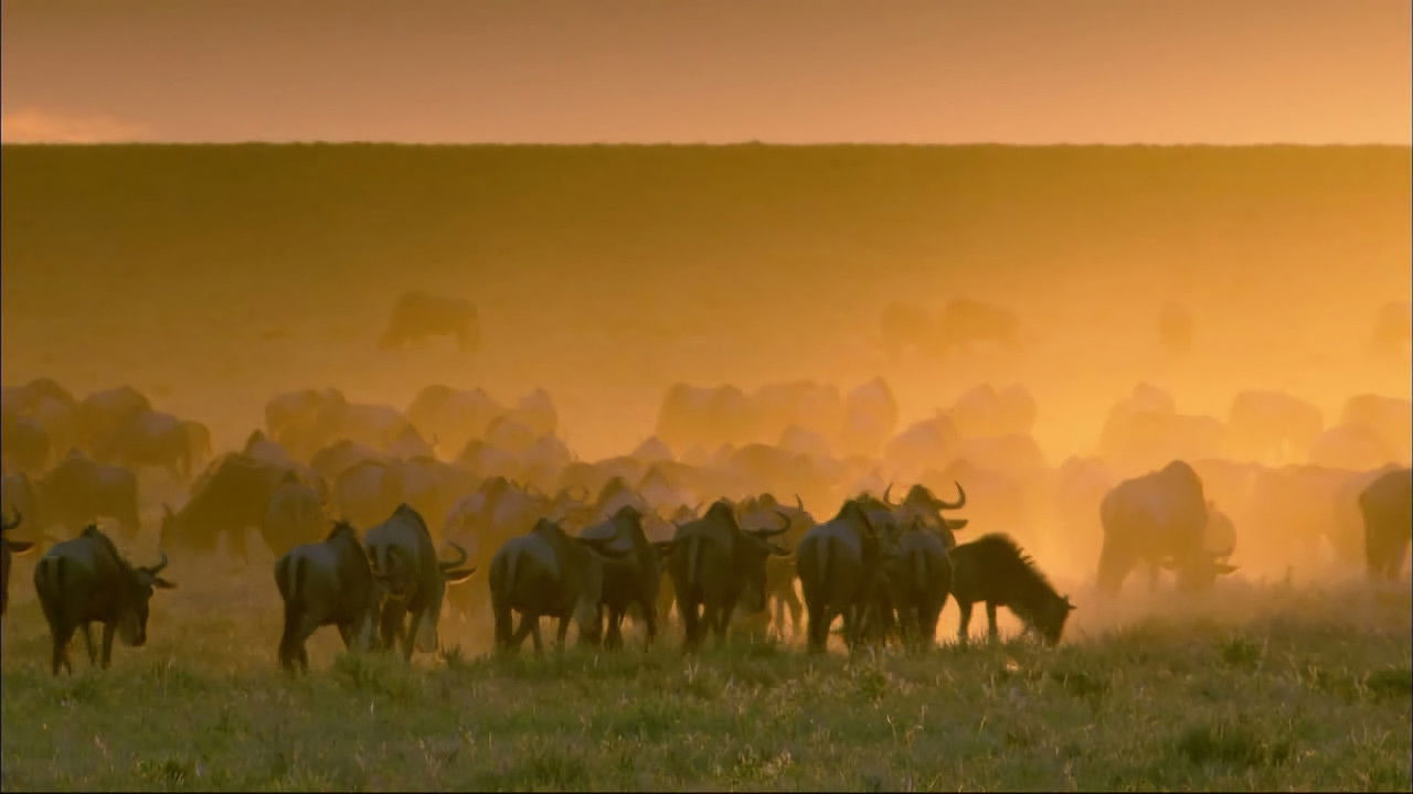 Wildlife Specials backdrop