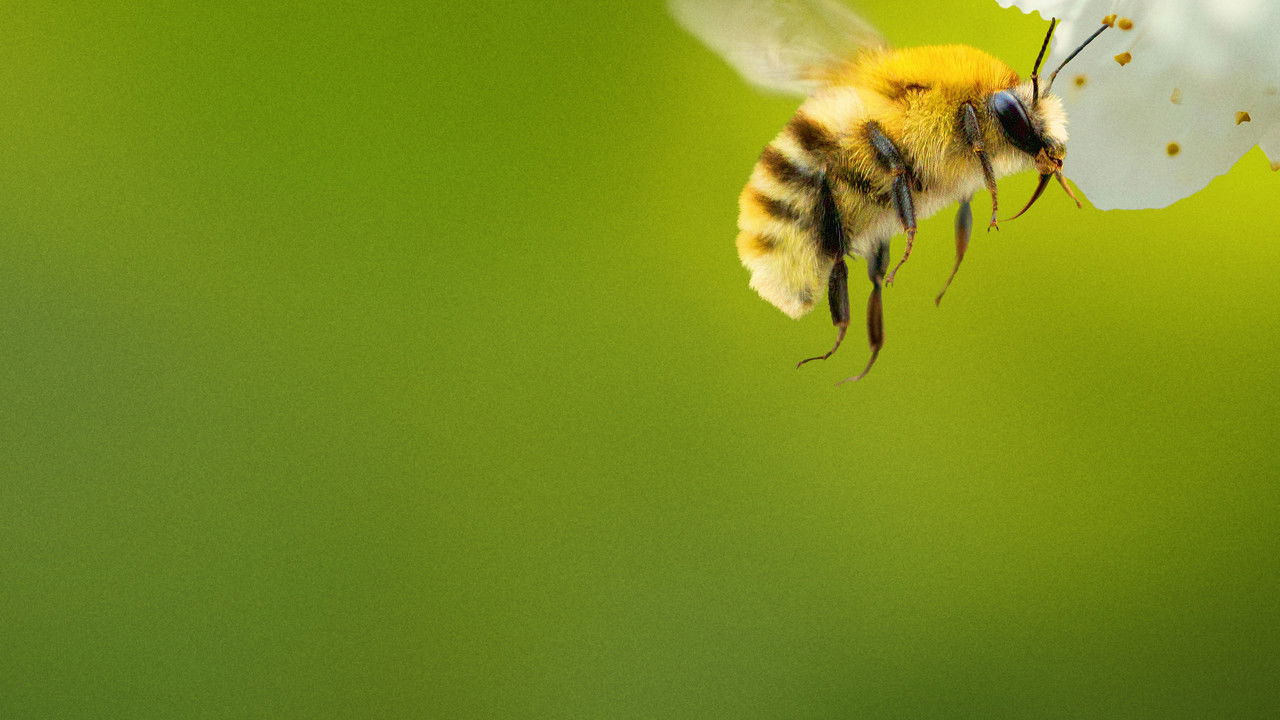 Secrets of the Bees backdrop