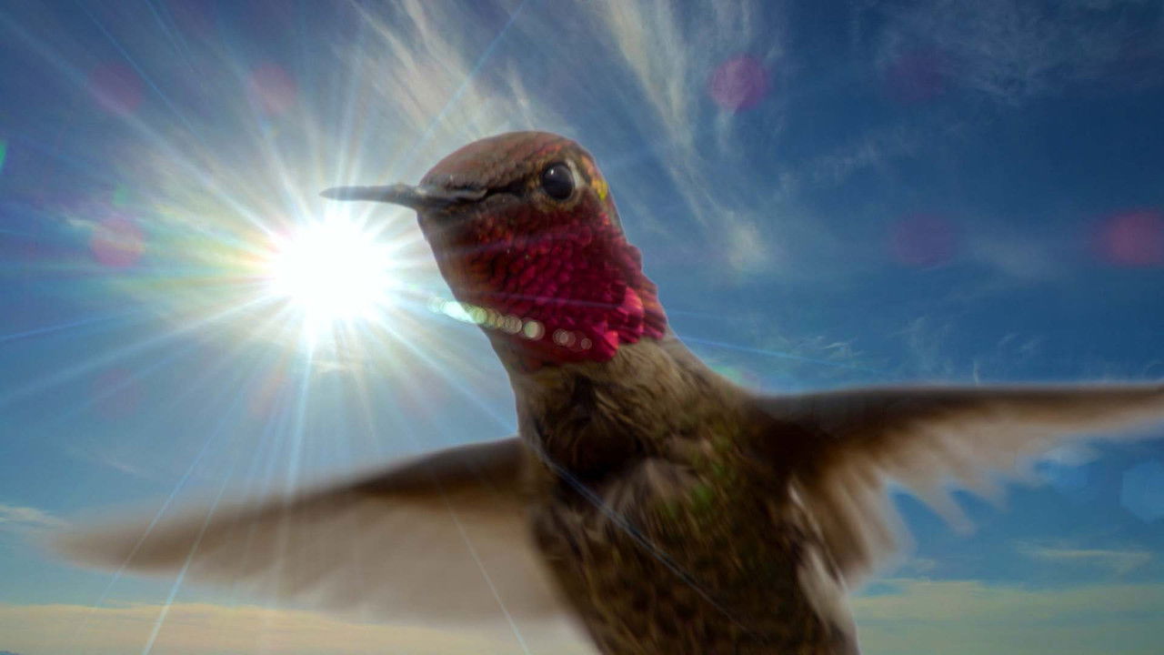 Life in the Air backdrop