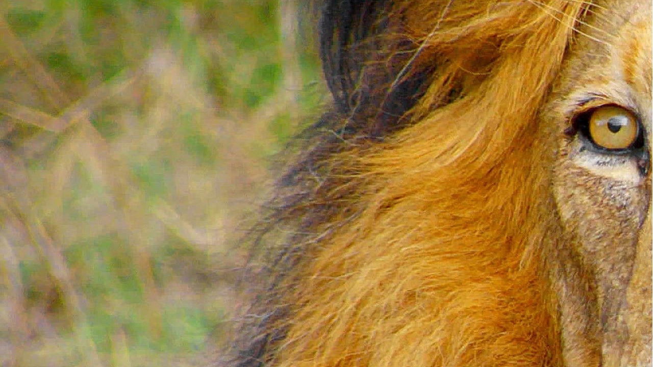 Africa's Wild Horizons backdrop