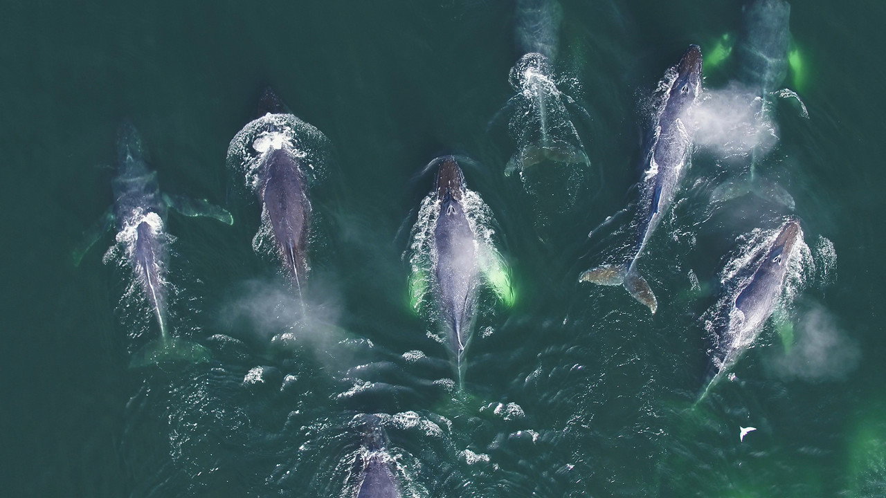 Genius Sea Hunters backdrop