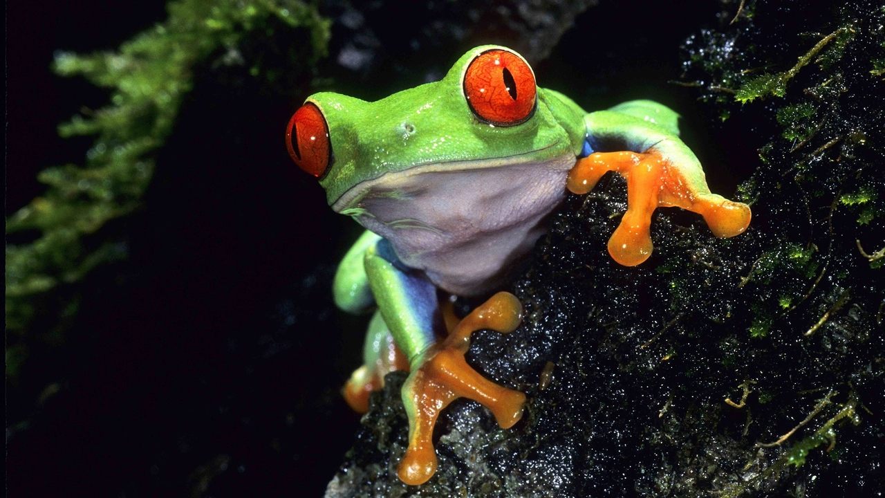 Life on Earth backdrop