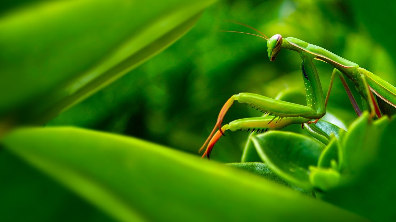 World's Deadliest backdrop