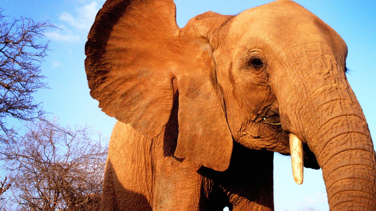 Elephant Diaries backdrop