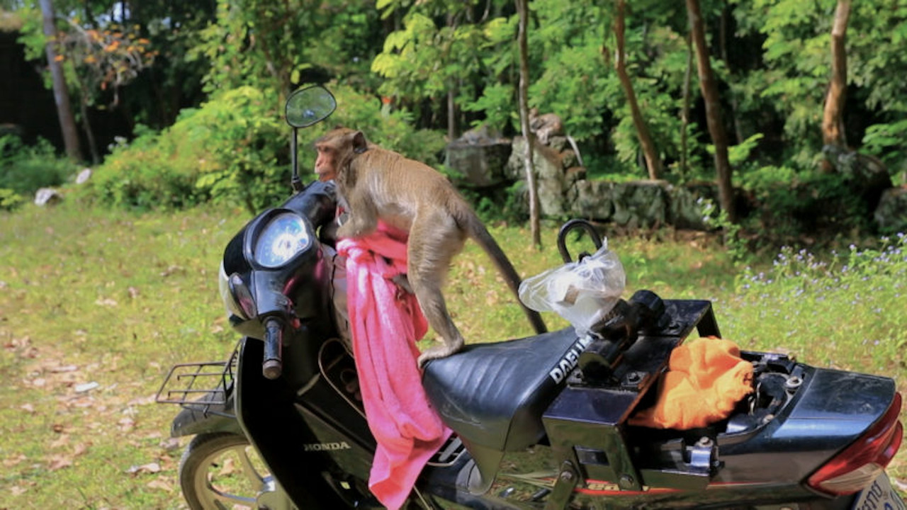 Silly Animals backdrop