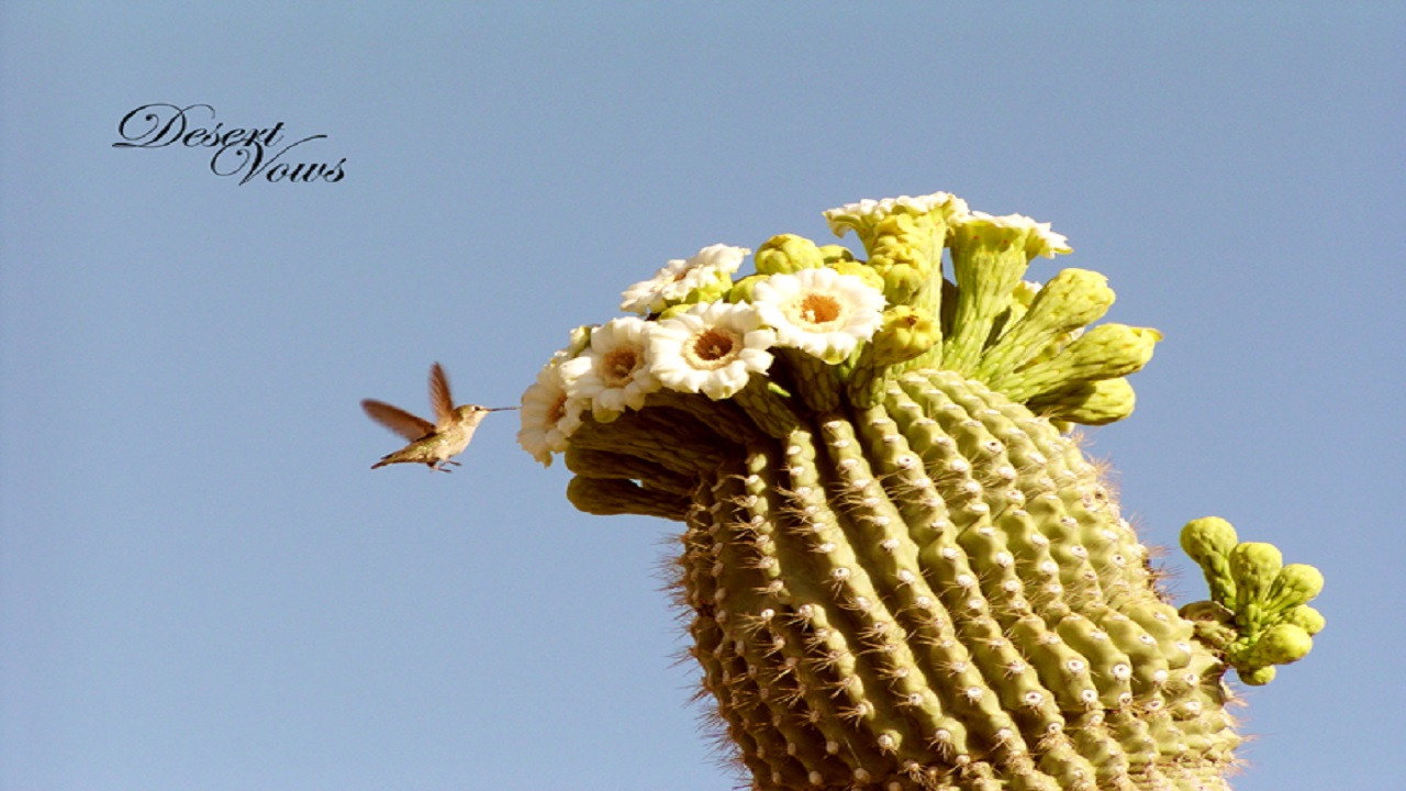 Desert Vows backdrop