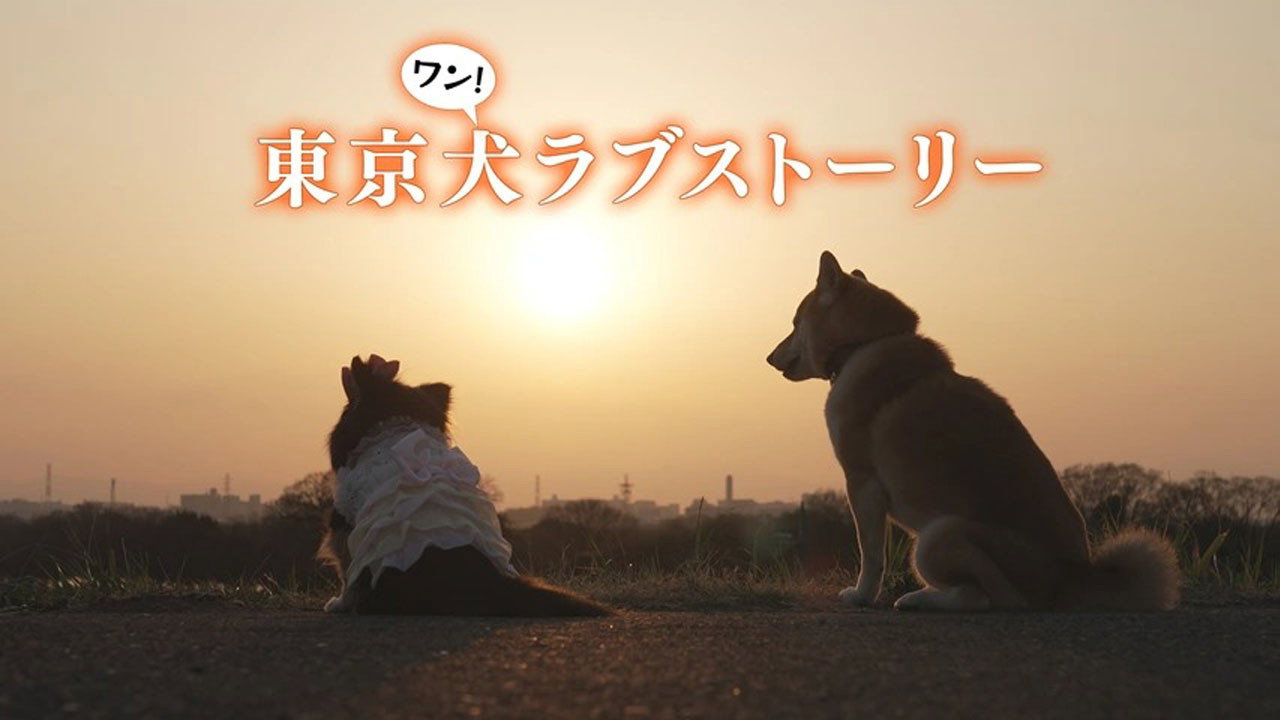 Tokyo Dog Love Story backdrop