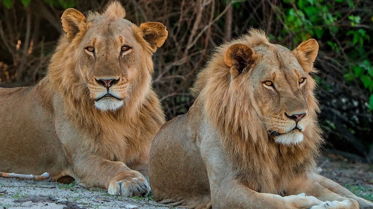 Pride Rules backdrop
