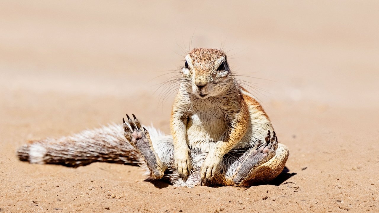 When Nature Calls with Helen Mirren backdrop