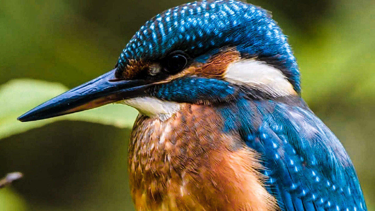 Secret Life of the Forest backdrop