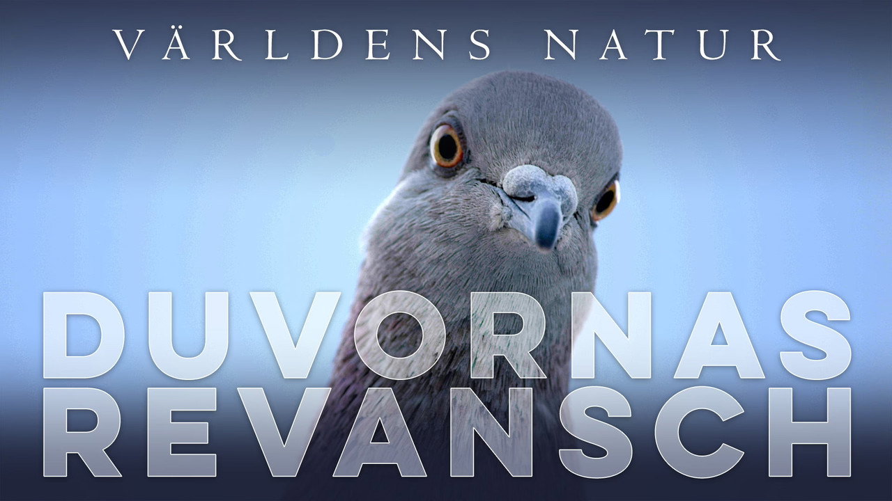 The Pigeon Hustle backdrop