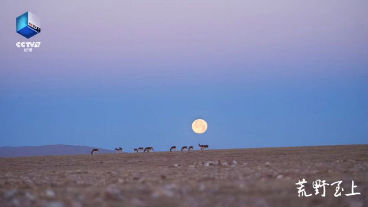 荒野至上 backdrop