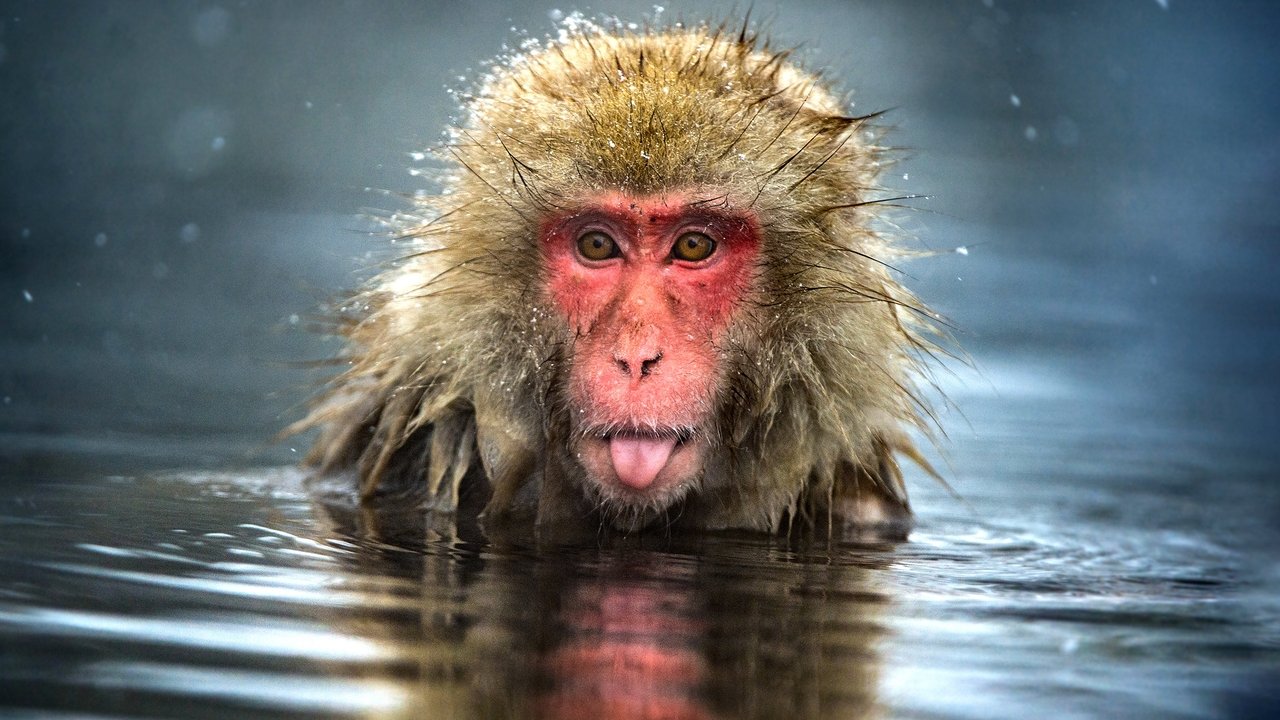 Monkey Planet backdrop