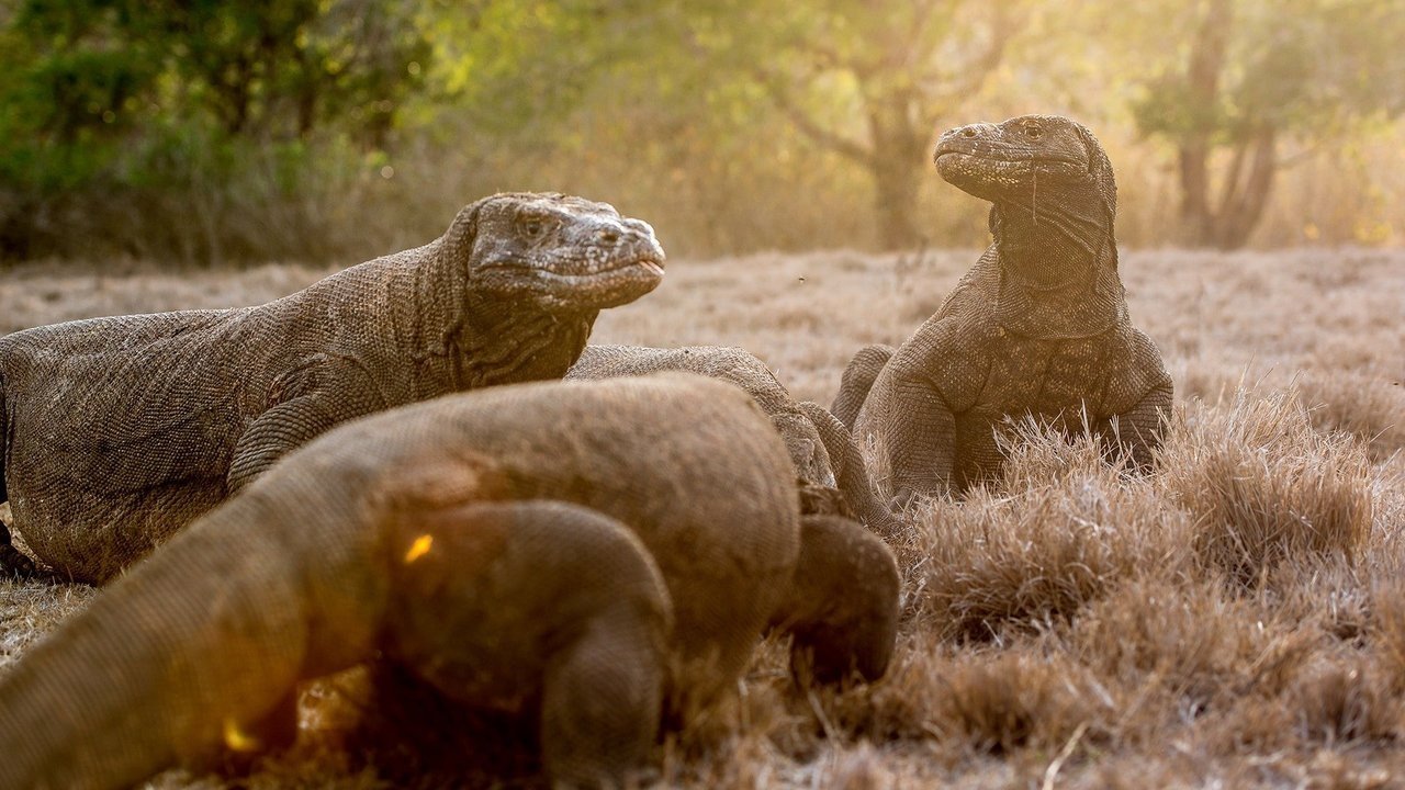 Wild Indonesia backdrop