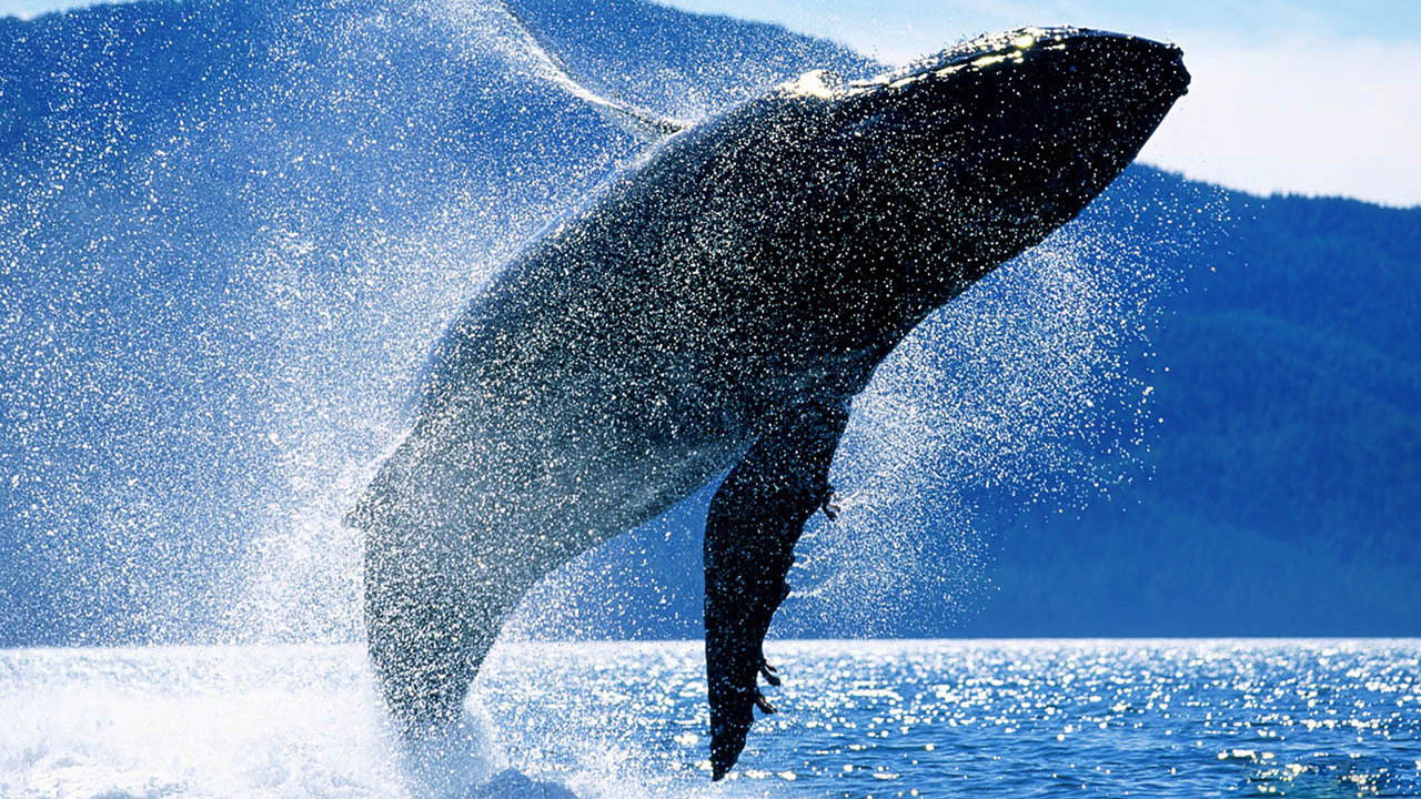 Whales: An Unforgettable Journey backdrop