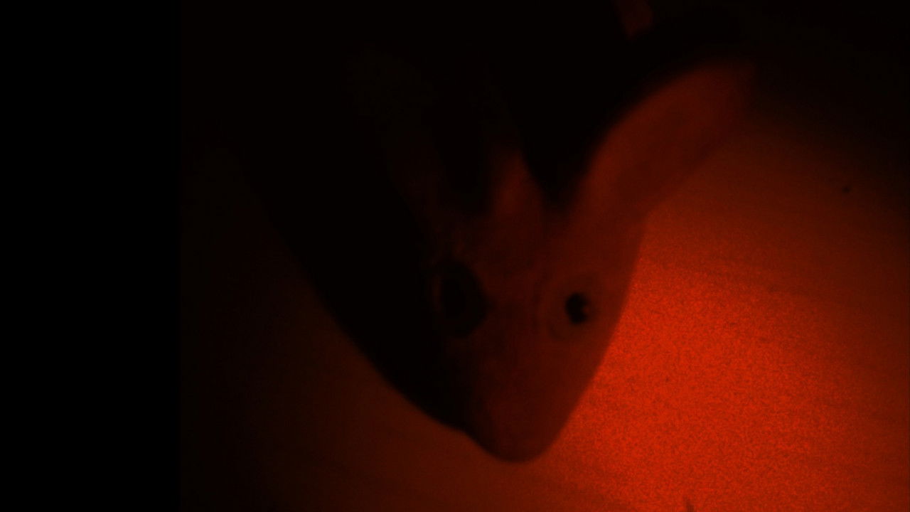 The Tragedy of the Rat backdrop