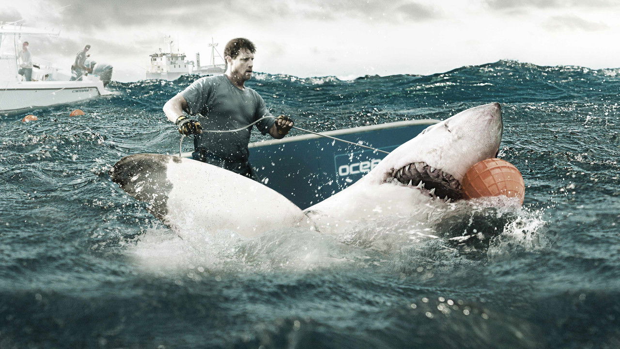 Shark Wranglers backdrop