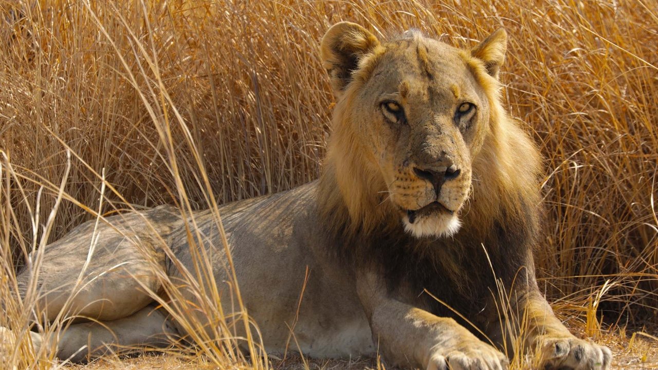 Big Cat Country backdrop