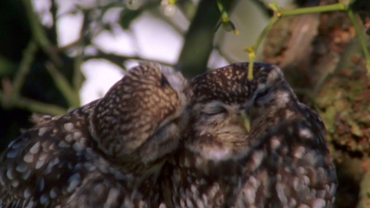 The Owls and the Orchard backdrop