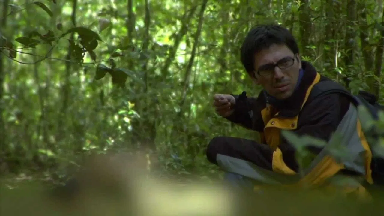 The Fern's Army backdrop