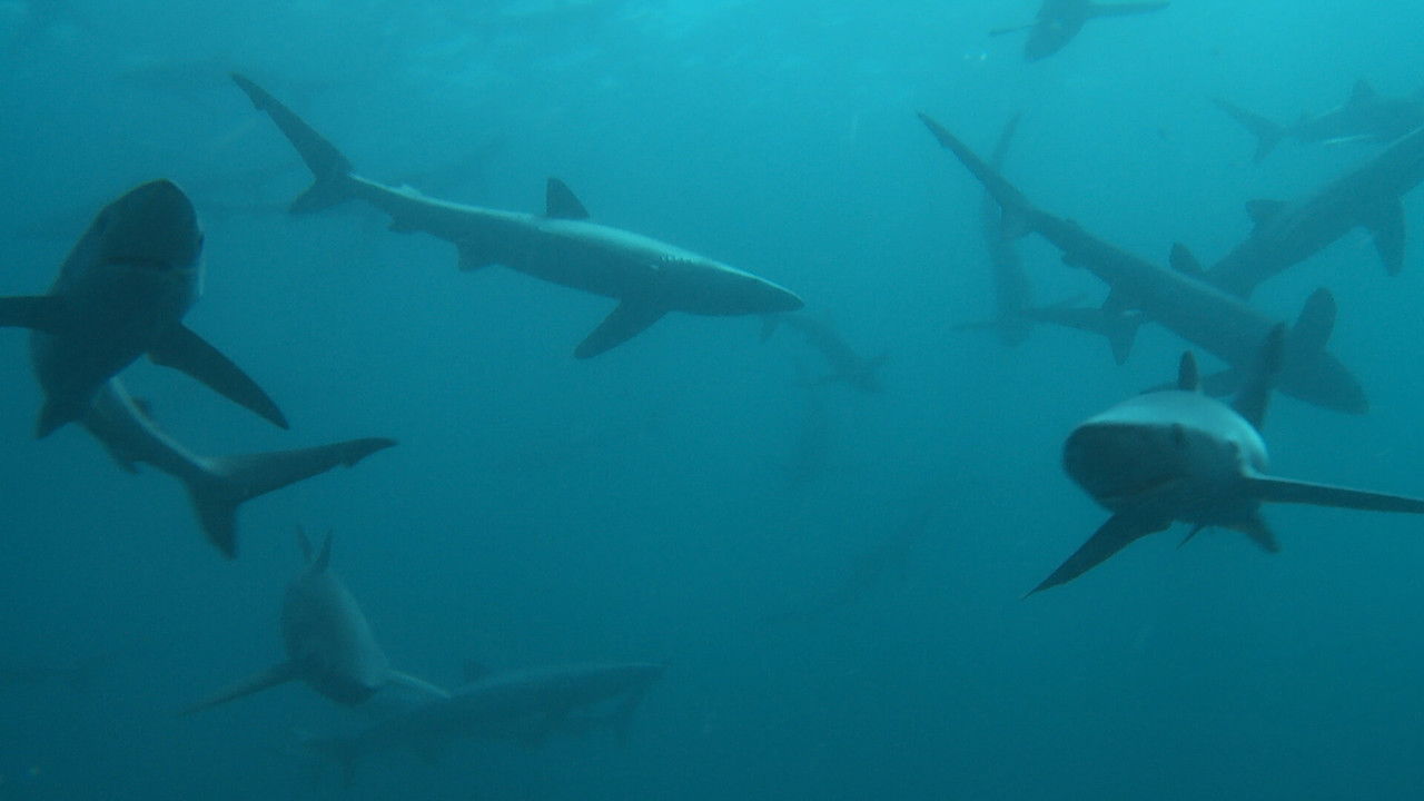 Britain's Whales and Sharks backdrop