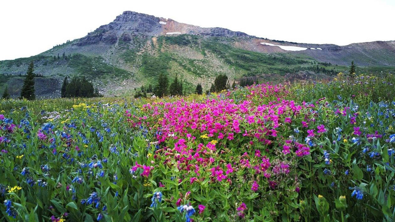 Amerikas Naturwunder backdrop