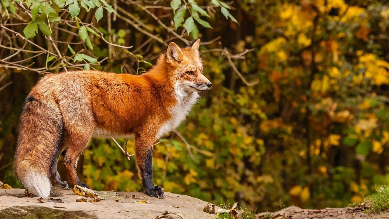 La France sauvage backdrop
