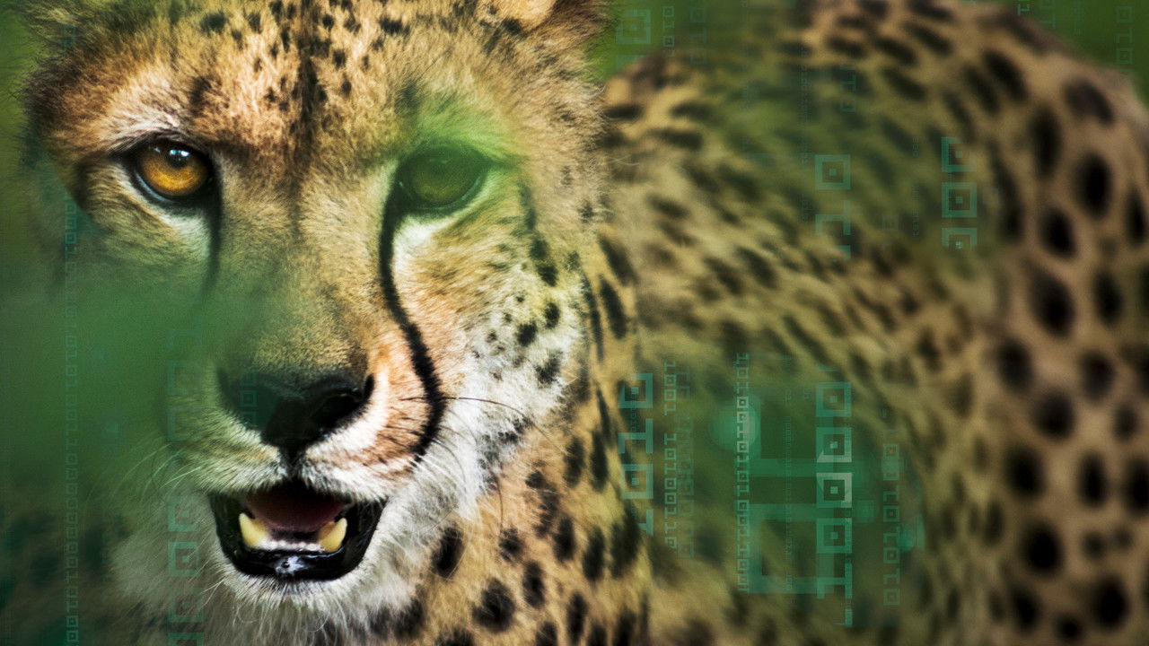 Hacking the Wild backdrop