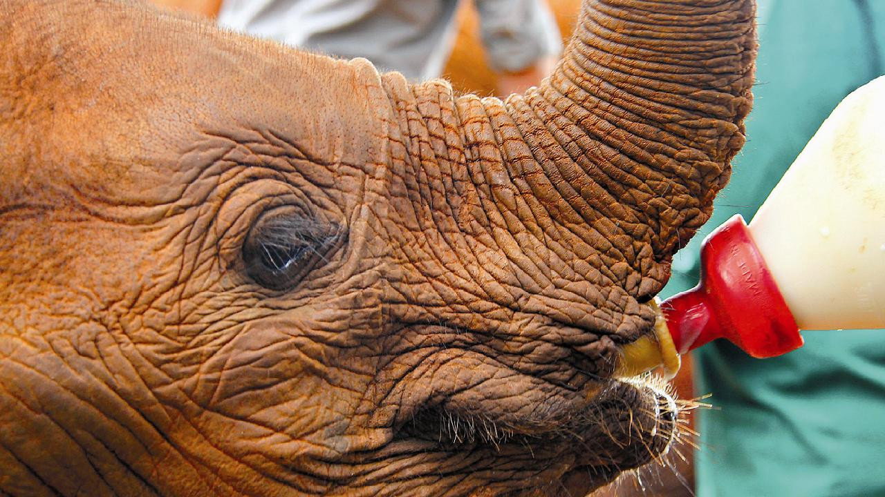 Ingenious Animals backdrop