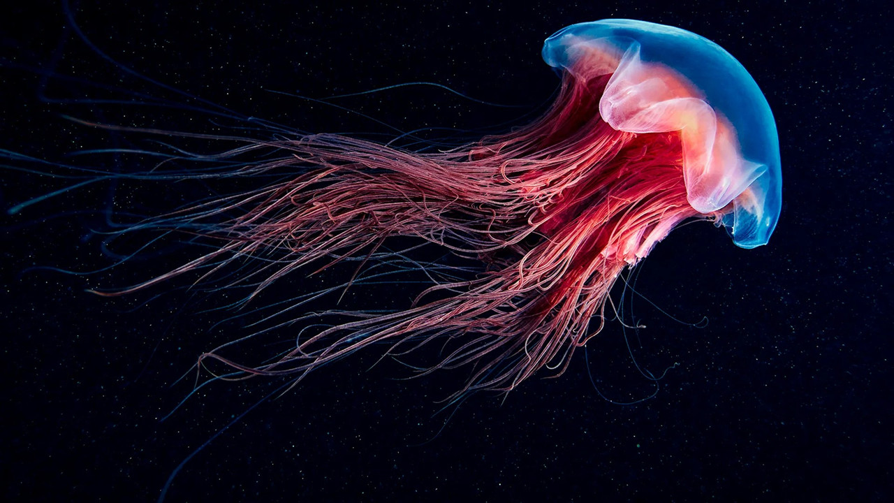 Shining Nature backdrop