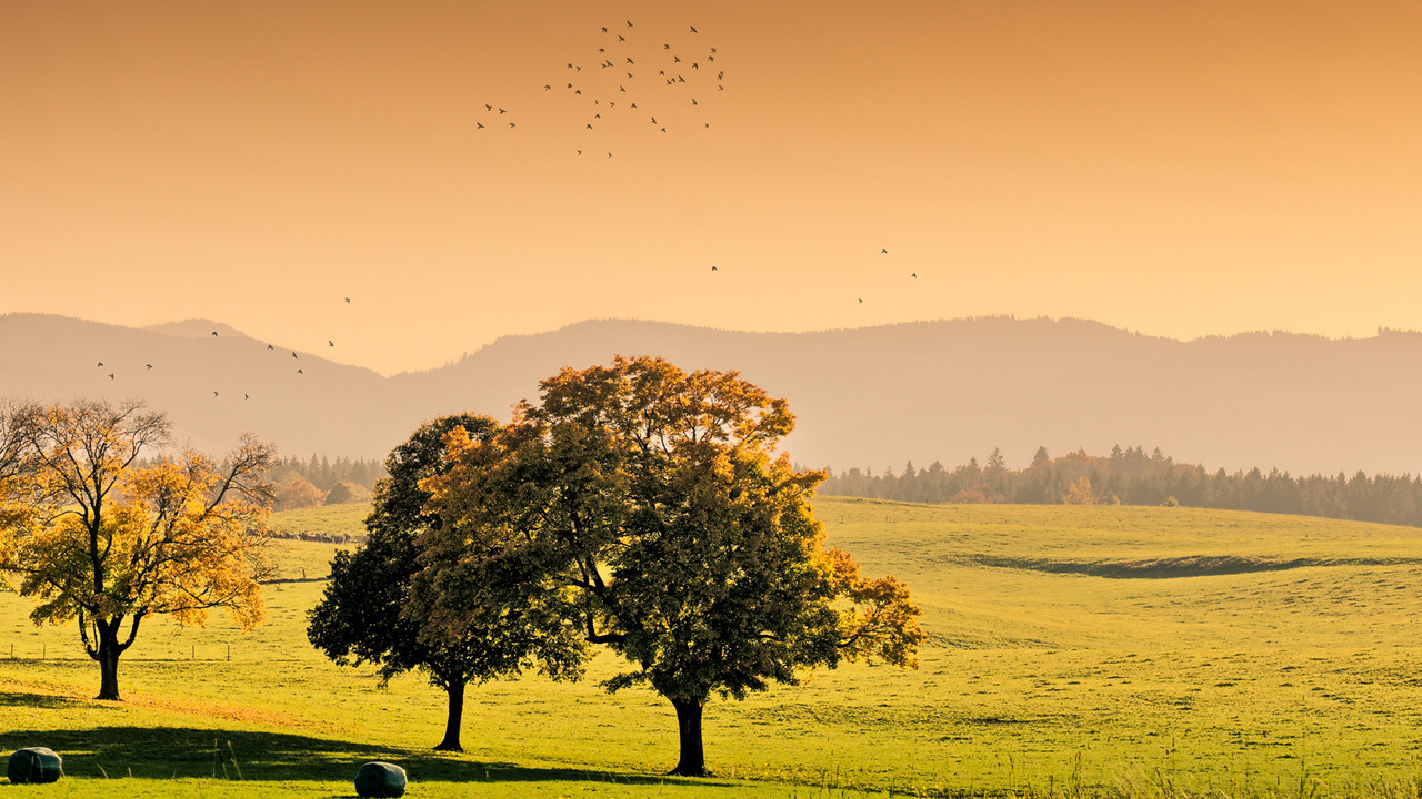 A Year in the Wild backdrop