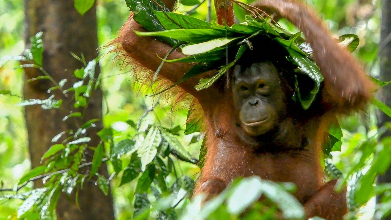 Inside the Enchanted Forests backdrop