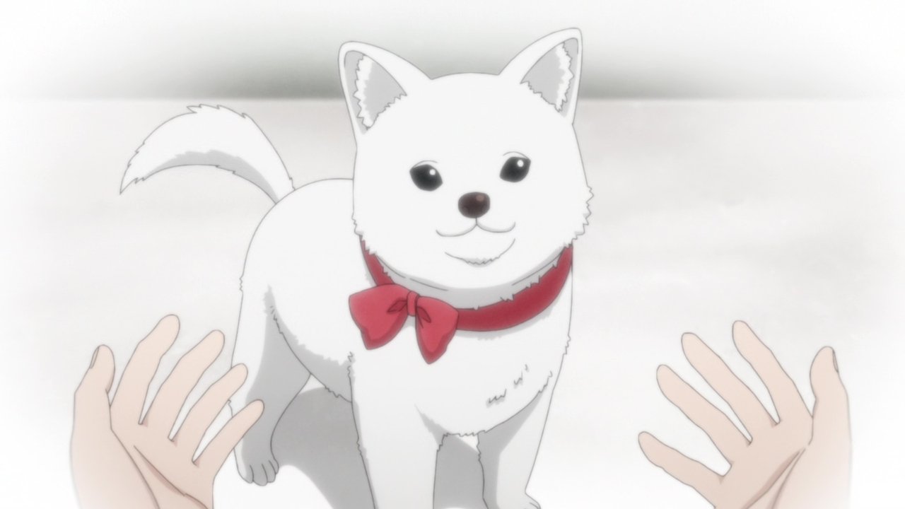 Kinokoinu Mushroom Pup backdrop