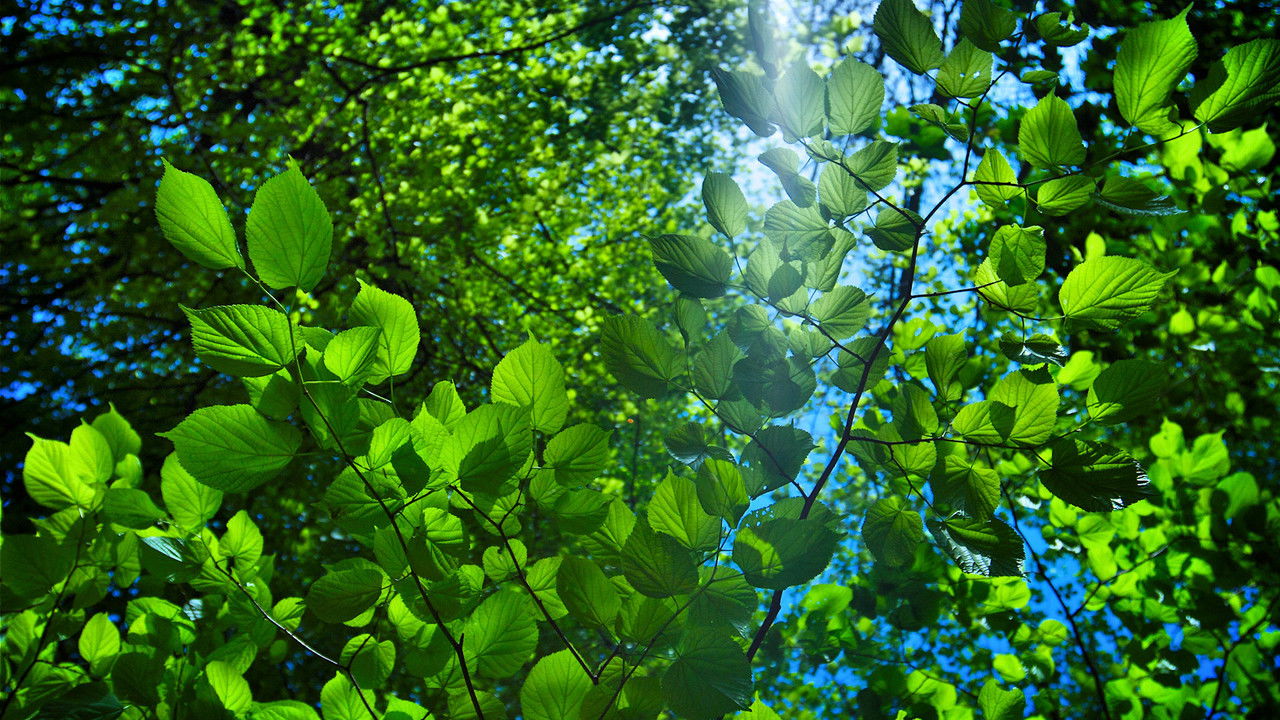 The Great British Year backdrop