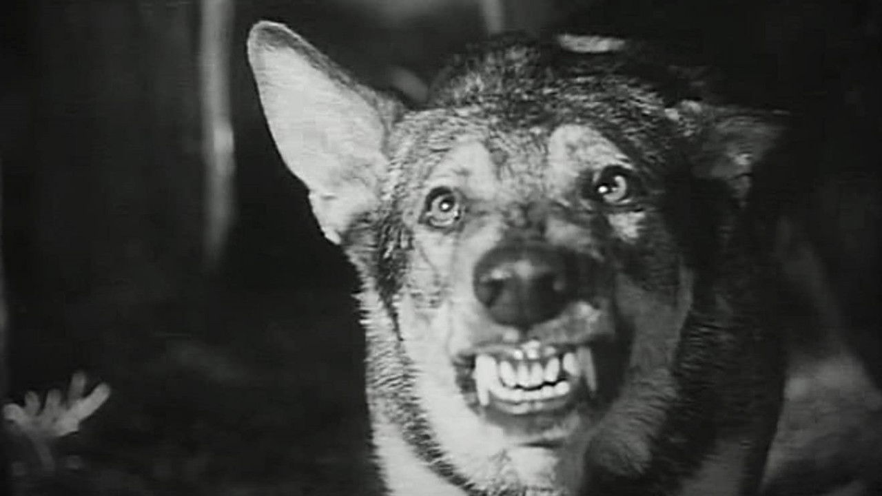 Daughter of Darkness backdrop