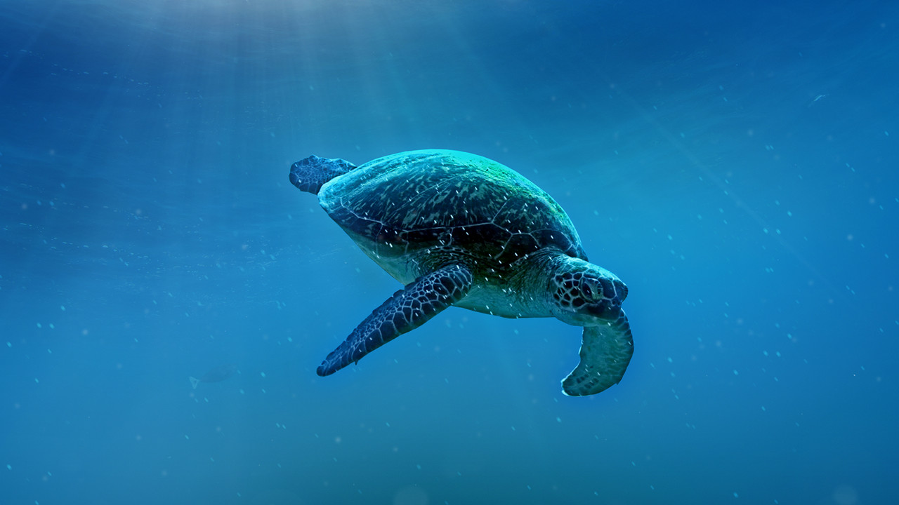 Big Pacific backdrop