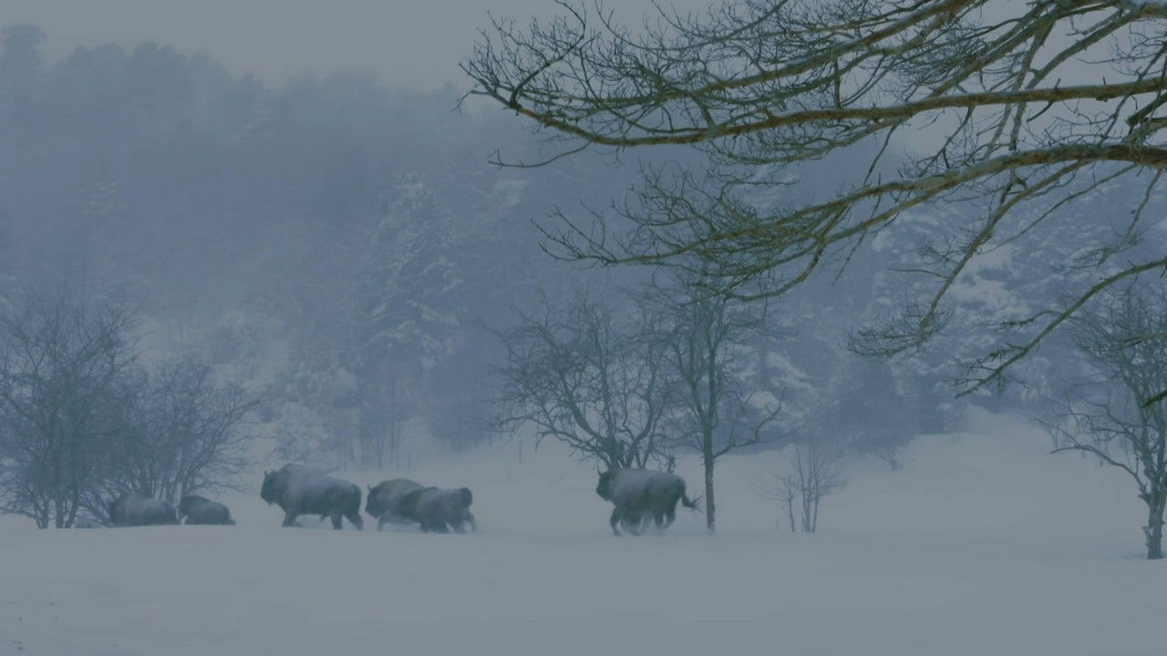Jungle Planet backdrop