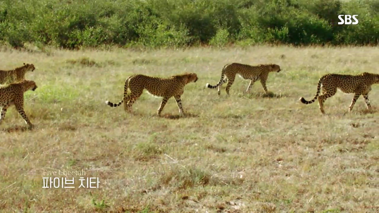 Life of Samantha backdrop