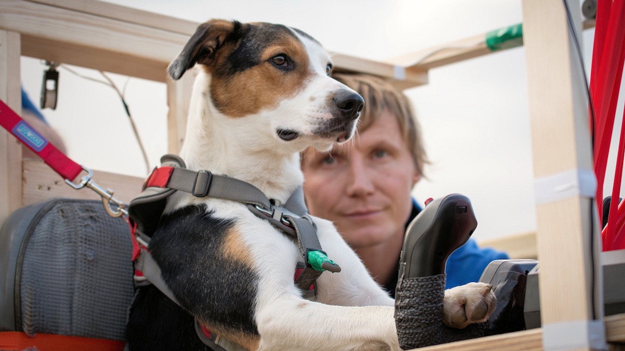 Dogs Might Fly backdrop