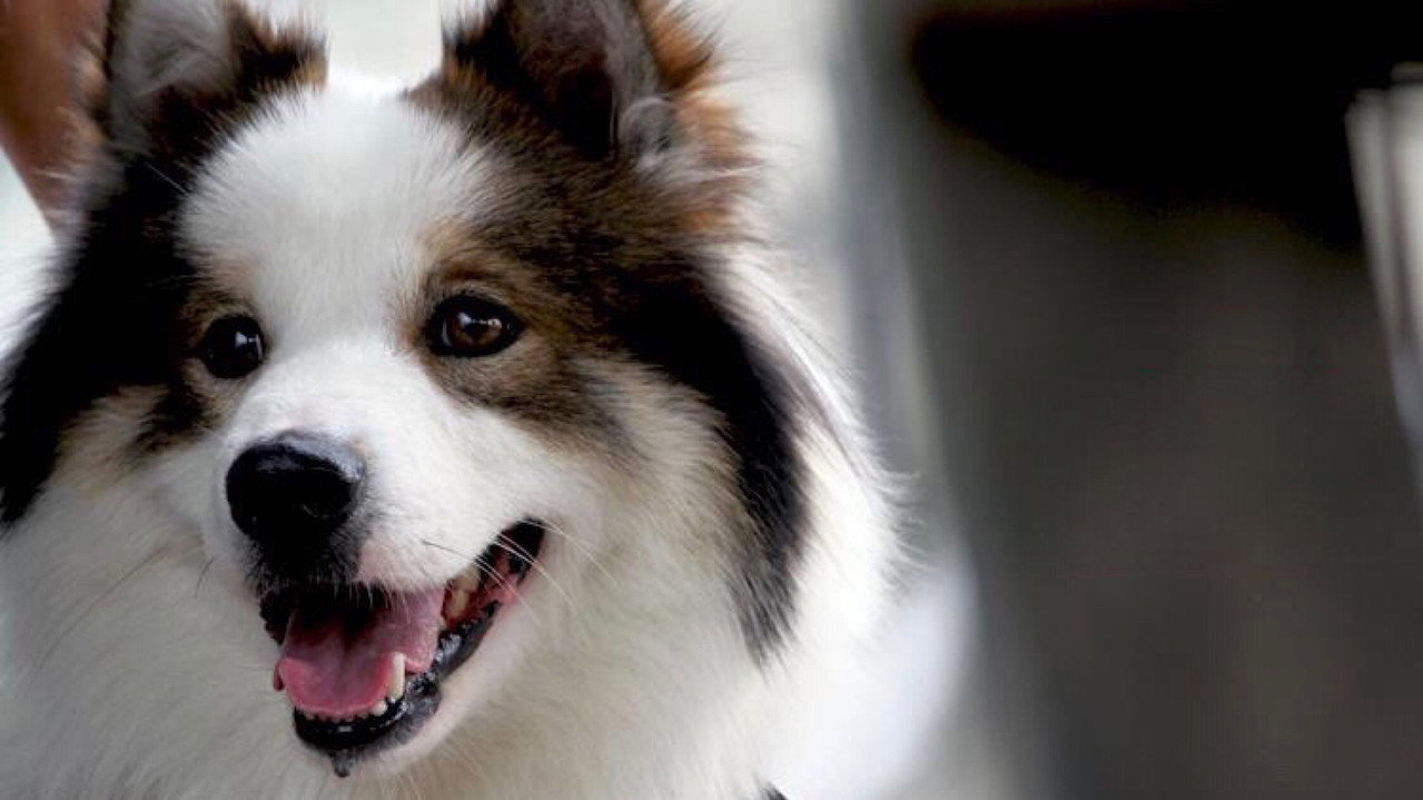 Mid Road Gang 2 backdrop