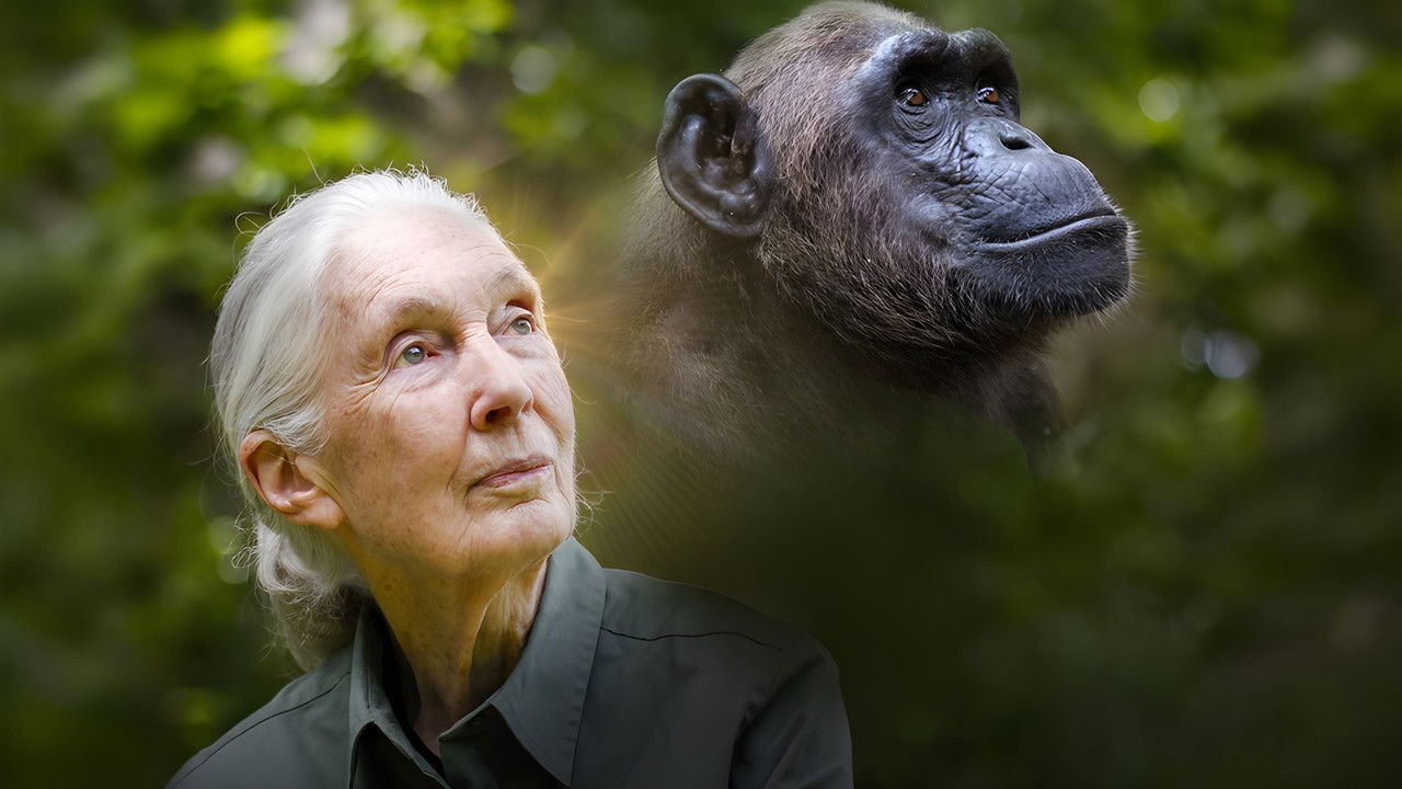 Rescued Chimpanzees of the Congo with Jane Goodall backdrop