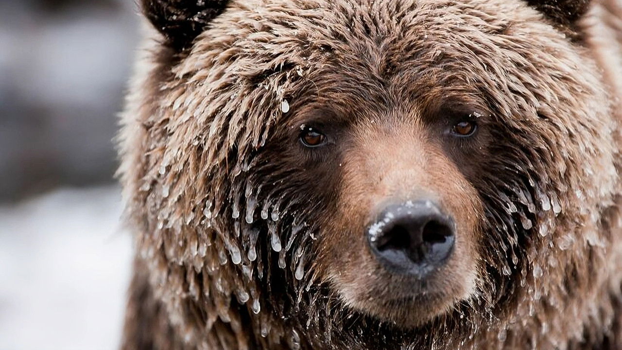 Wild Canada backdrop