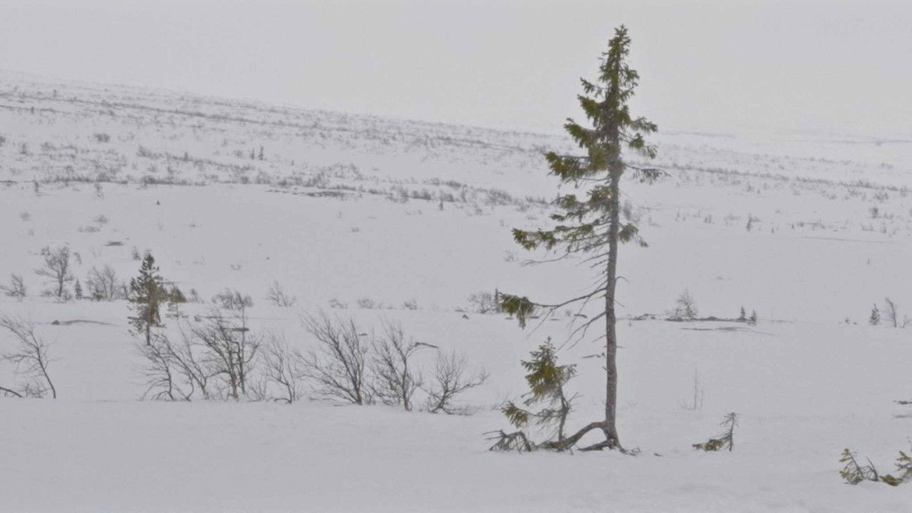 A tree is a tree backdrop