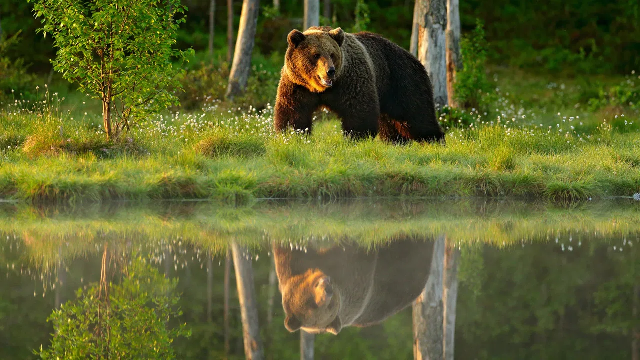 Animals Like Us backdrop