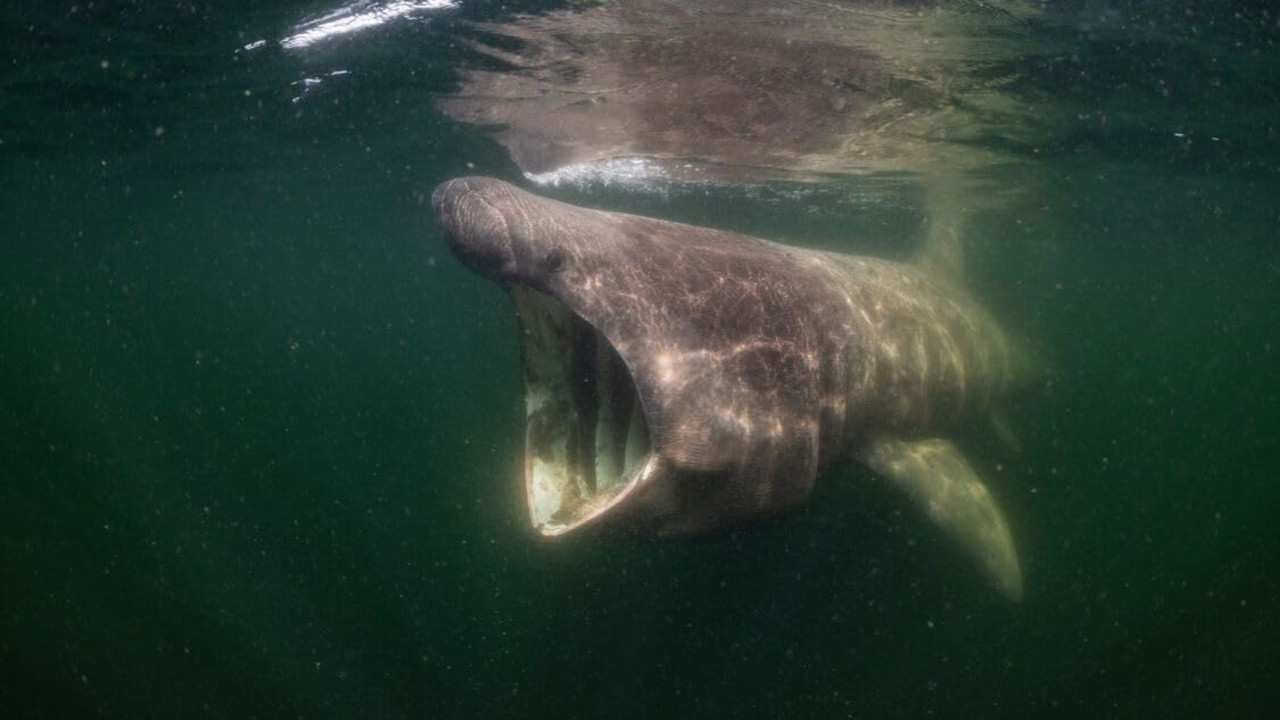 North See - Nature Untamed backdrop